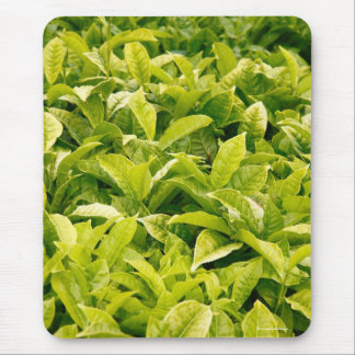 Alfombrilla De Ratón Variedad india de té