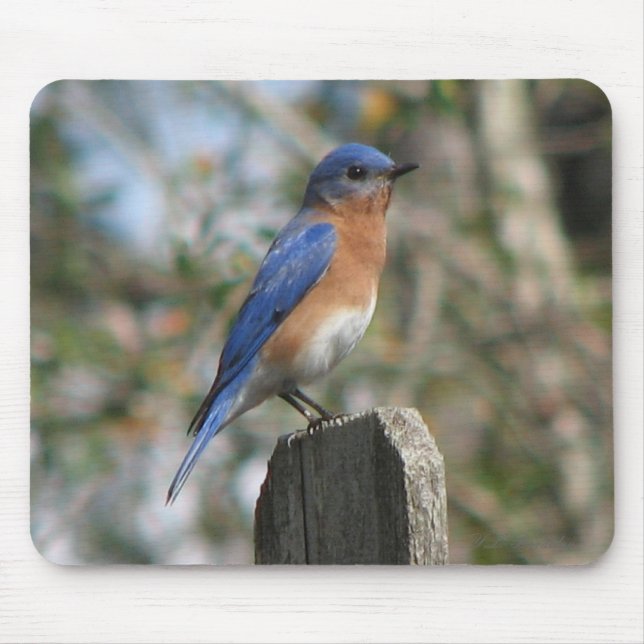 Alfombrilla De Ratón Varón del este Mousepad del Bluebird (Frente)