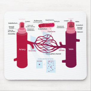 Alfombrilla De Ratón Vasos de sangre Diagrama Arterias Venas Capilares