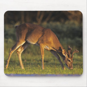 Alfombrilla De Ratón Venado de cola blanca, Odocoileus virginianus