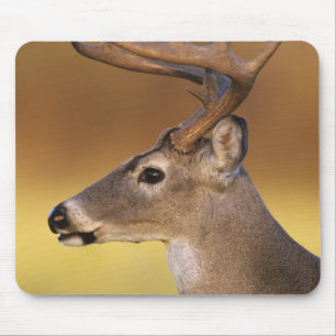 Alfombrilla De Ratón Venado de cola blanca, Odocoileus virginianus,