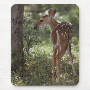 Alfombrilla De Ratón Venado de cola blanca, Odocoileus virginianus
