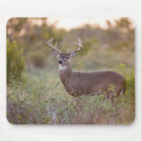 venado de cola blanca (Odocoileus virginianus) mac