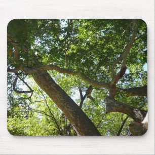 Alfombrilla De Ratón Verde De Árbol De Sicómoro Naturaleza