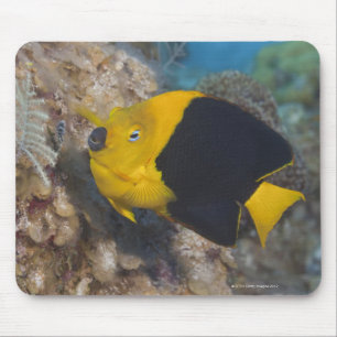 Alfombrilla De Ratón Vida subacuática, PESCADO: Una belleza de roca