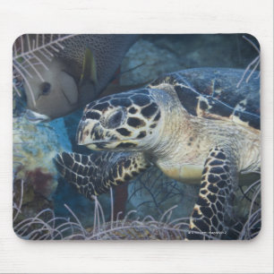 Alfombrilla De Ratón Vida subacuática: Una tortuga de mar de Hawksbill