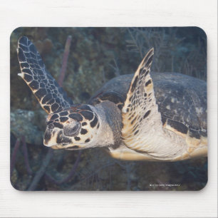 Alfombrilla De Ratón Vida subacuática: Una tortuga de mar de Hawksbill