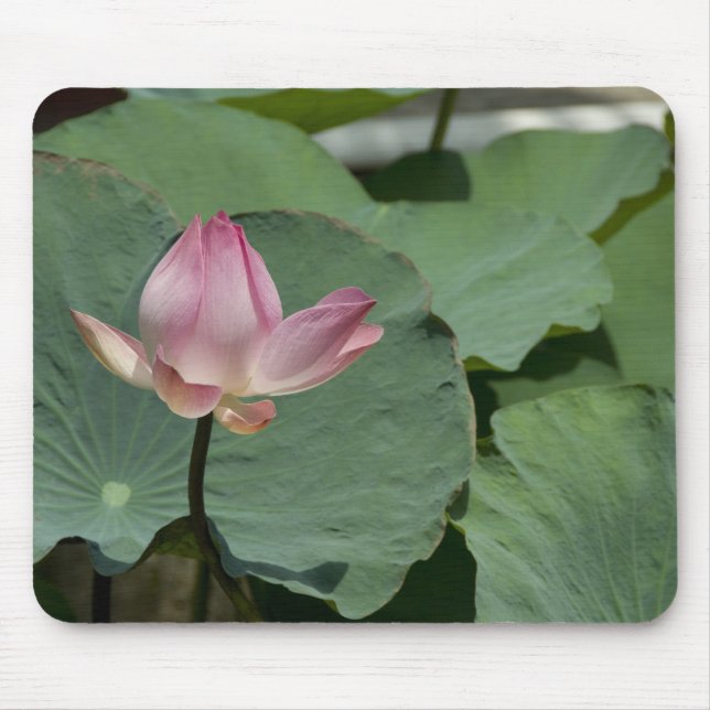 Alfombrilla De Ratón Vietnam, cerca de Saigón) My Tho. Vinh Trang 2 (Frente)