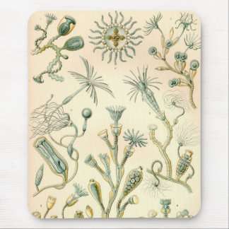 Alfombrilla De Ratón Vintage Haeckel