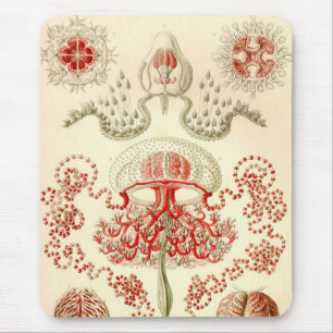 Alfombrilla De Ratón Vintage Haeckel
