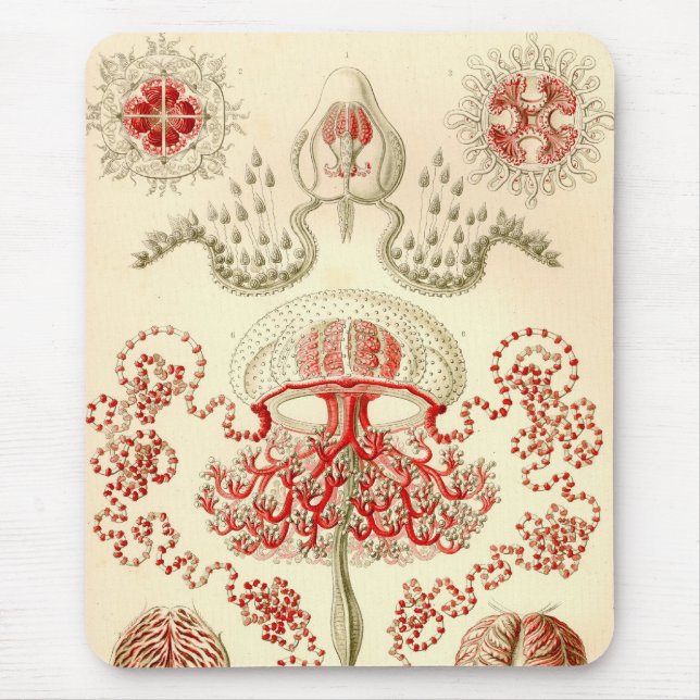 Alfombrilla De Ratón Vintage Haeckel (Frente)