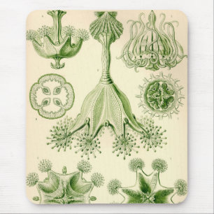 Alfombrilla De Ratón Vintage Haeckel