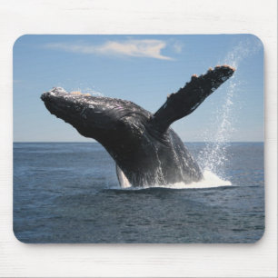 Alfombrilla De Ratón Violación adulta de la ballena jorobada