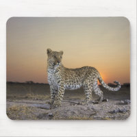 Vista completa de Leopard (Panthera pardus)
