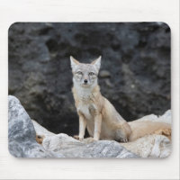 Vulpes corsac