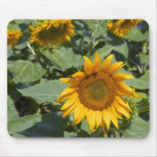 Alfombrilla De Ratón WA, Condado de Kittitas, Campo de Girasoles