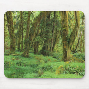 Alfombrilla De Ratón WA, Parque Nacional Olympic, Bosque Lluvioso Quina