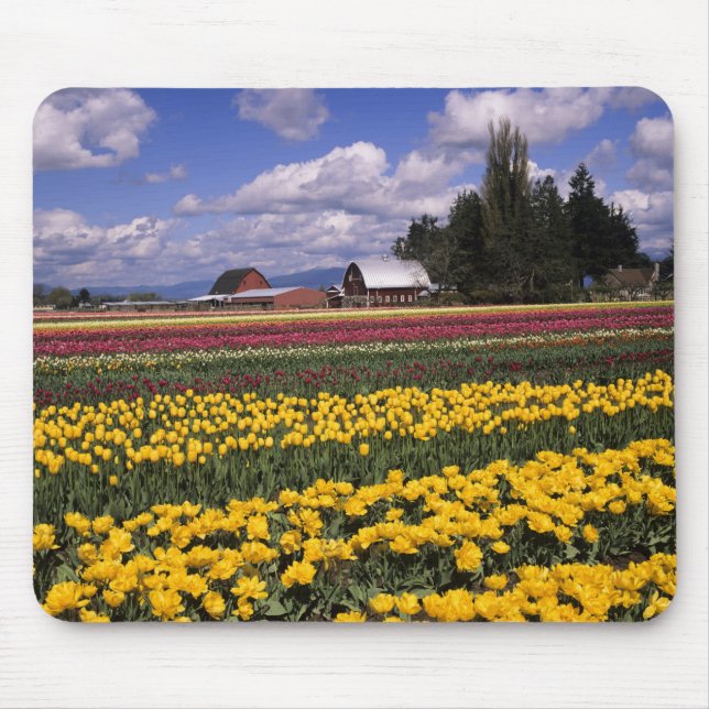 Alfombrilla De Ratón WA, Skagit Valley, Skagit Valley Tulip (Frente)