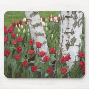 Alfombrilla De Ratón WA, Valle de Skagit, Jardín de tulipanes Roozengaa