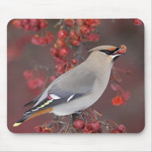 Alfombrilla De Ratón Waxwing bohemio Mousepad