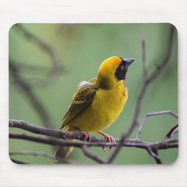 Alfombrilla De Ratón Weaver, Ave, Ave Amarillo (Frente)