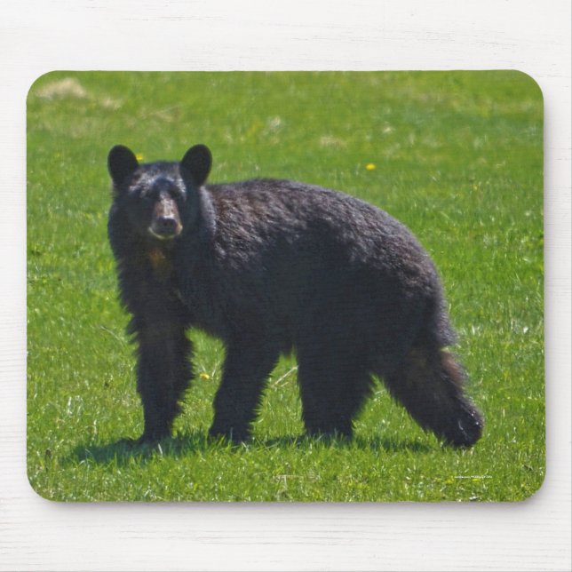 Alfombrilla De Ratón Wild Black Bear and Grass Wildlife Photo (Frente)