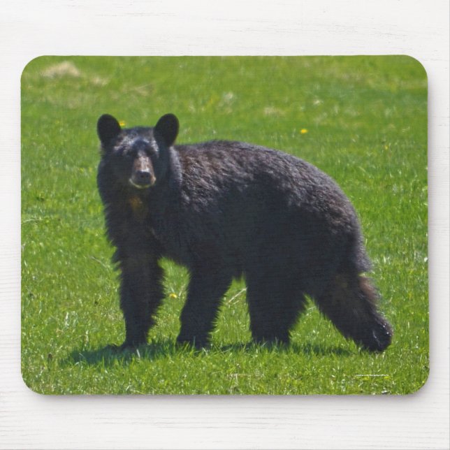 Alfombrilla De Ratón Wild Black Bear and Grass Wildlife Photo (Frente)