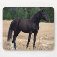 Wild Mustang