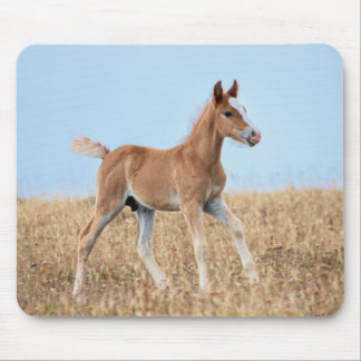 Alfombrilla De Ratón Wild Mustang Foal