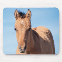 Wild Mustang Foal