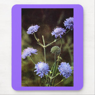 Alfombrilla De Ratón Wildflower: Field Scabious