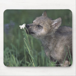 Alfombrilla De Ratón Wolf Puppy Sniffing Mountain Wildflower