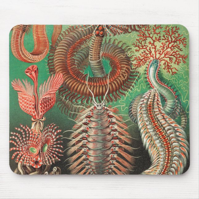 Alfombrilla De Ratón Worms, Annelids Chaetopoda por Ernst Haeckel (Frente)