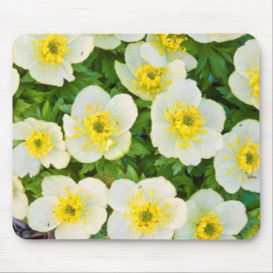 Alfombrilla De Ratón Wyoming, Condado de Sublette, Cierre de un grupo