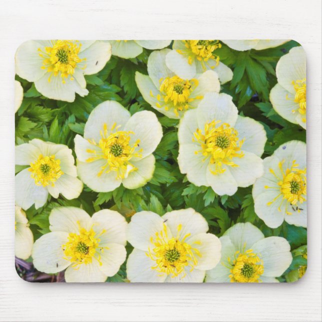 Alfombrilla De Ratón Wyoming, Condado de Sublette, Cierre de un grupo (Frente)