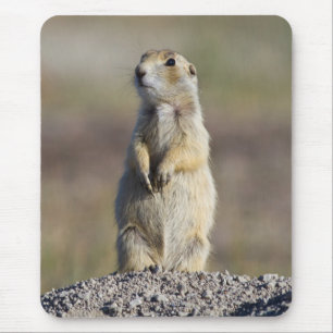 Alfombrilla De Ratón Wyoming, condado de Sublette, perrito de la prader