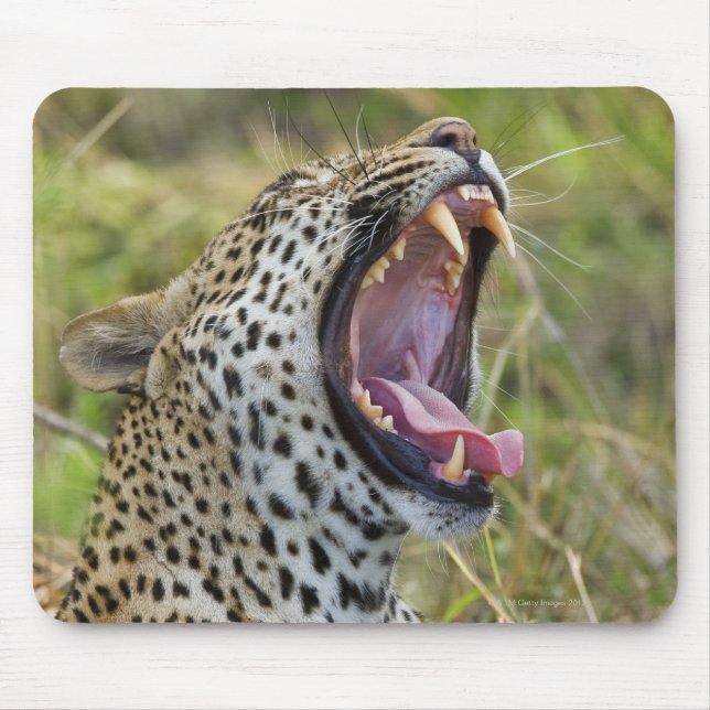 Alfombrilla De Ratón Yawning Leopard, Parque Nacional Greater Kruger, 2 (Frente)