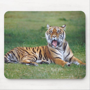 Alfombrilla De Ratón Yawning Tiger