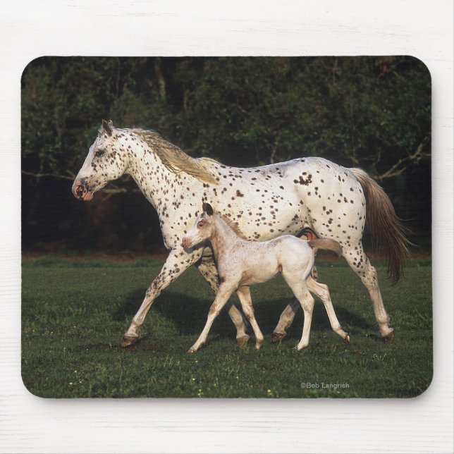 Alfombrilla De Ratón Yegua y potro del Appaloosa en campo (Frente)