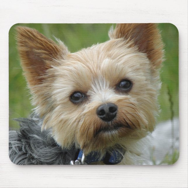 Alfombrilla De Ratón Yorkie (Frente)