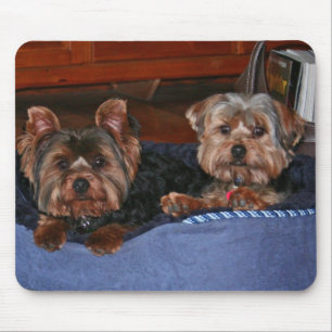 Alfombrilla De Ratón Yorkies - compinches