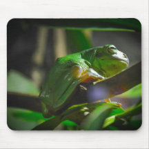 Zoológico de Sidney - Rana de árbol verde