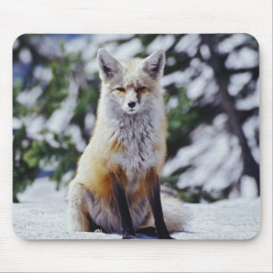 Alfombrilla De Ratón Zorro rojo sentado en un banco de nieve, Vulpes, M