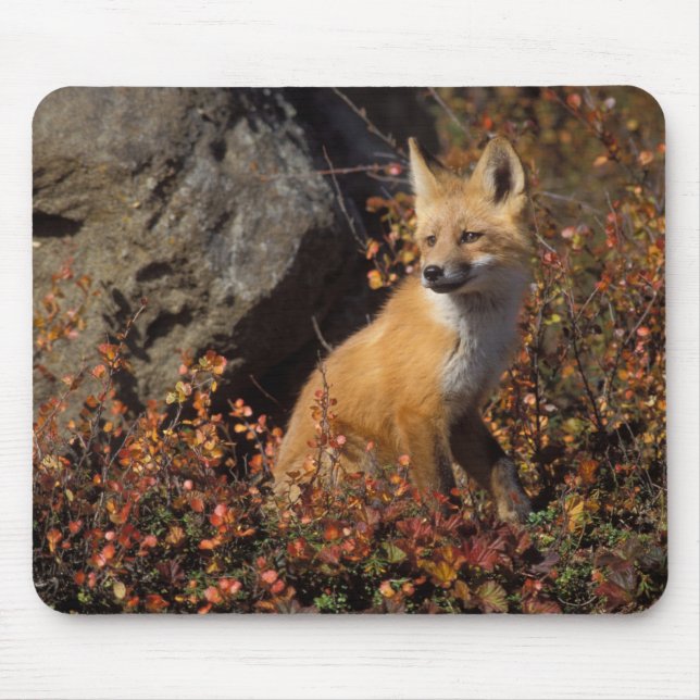 Alfombrilla De Ratón zorro rojo, Vulpes vulpes (Frente)
