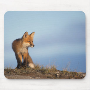 Alfombrilla De Ratón zorro rojo, Vulpes vulpes