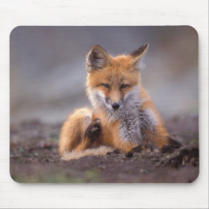 Alfombrilla De Ratón zorro rojo, Vulpes vulpes, cachorro rascándose,