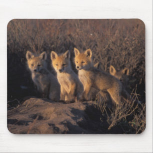 Alfombrilla De Ratón zorro rojo, Vulpes vulpes, crías