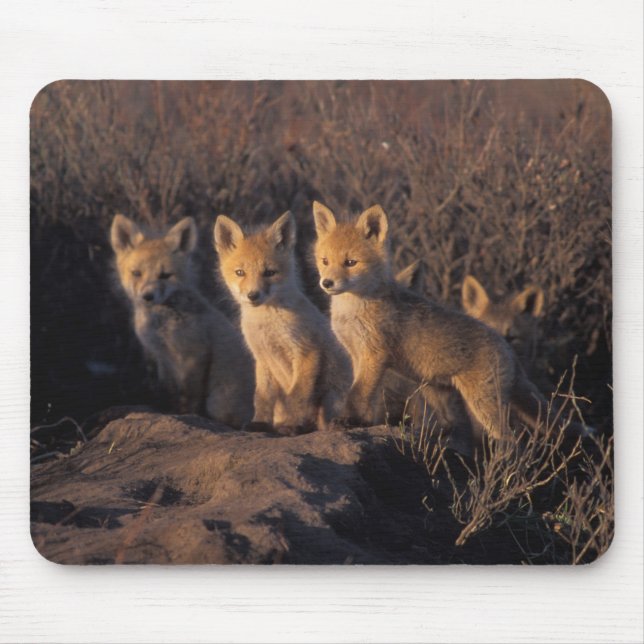 Alfombrilla De Ratón zorro rojo, Vulpes vulpes, crías (Frente)
