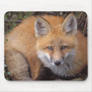 Alfombrilla De Ratón zorro rojo, Vulpes vulpes, en colores de otoño