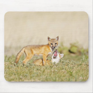 Alfombrilla De Ratón Zorro veloz (Vulpes macrotis) joven en madriguera,